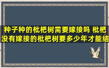 种子种的枇杷树需要嫁接吗 枇杷没有嫁接的枇杷树要多少年才能结果